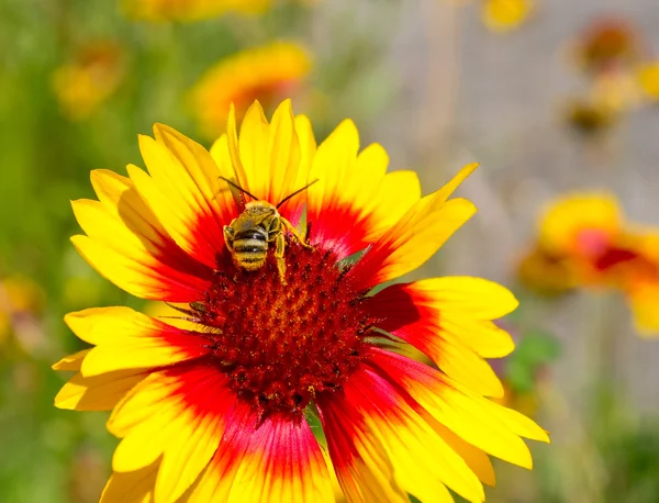 Little bee on yellow marigold flower — Stock Photo, Image
