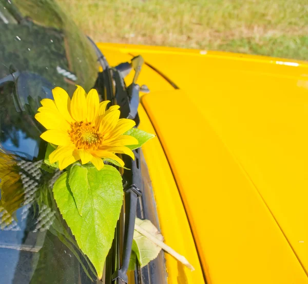 Ecological yellow sunflower and not ecological yellow car — 스톡 사진
