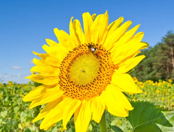 Beautiful sunflowers against blue sky — Stock Photo, Image
