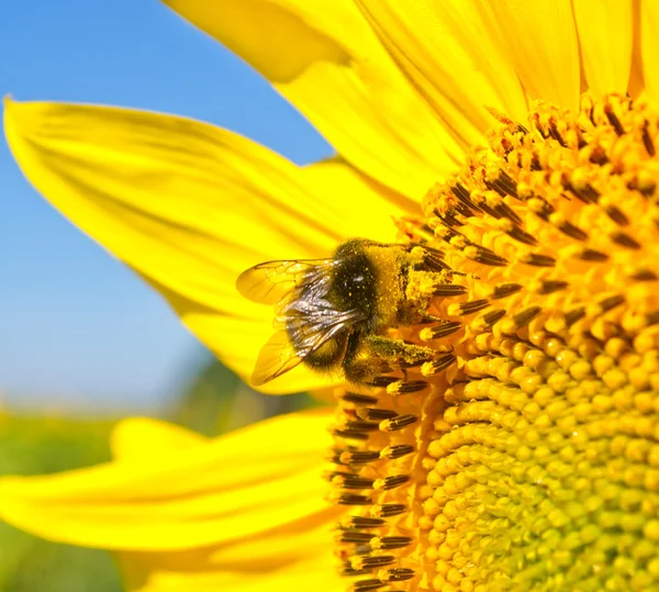 Big bee on the sunflower — Stock Photo, Image
