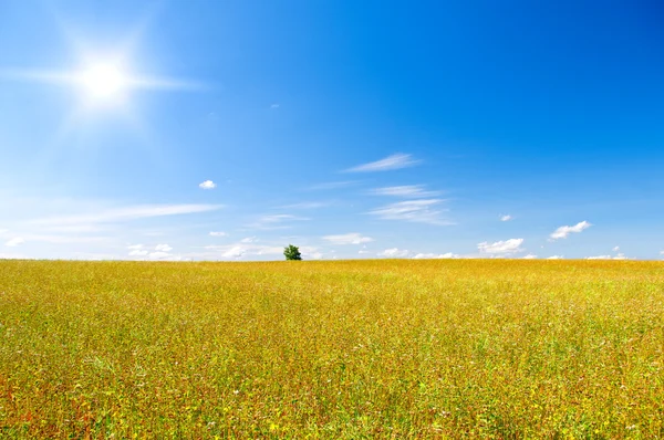 Buckwheat blossom field with blue sky — Stock Photo, Image