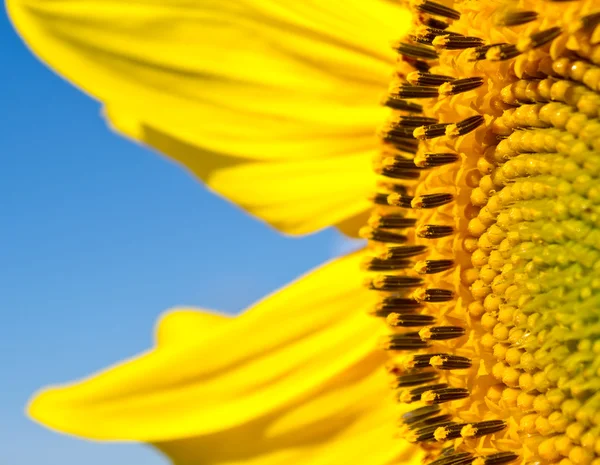 Nahaufnahme eines Sonnenblumenpollen — Stockfoto