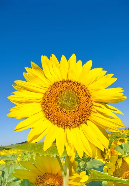 Beautiful sunflower against blue sky — Stock Photo, Image
