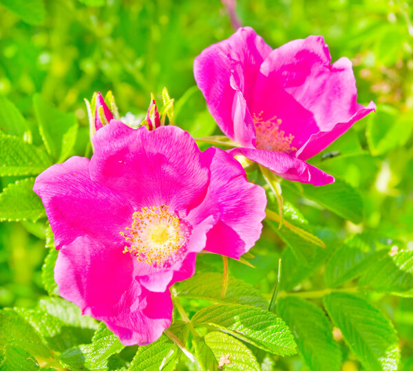 Flowers of the wild rose