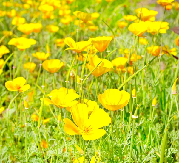 Fleurs jaunes sur champ vert — Photo