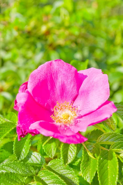 Twig met bloeiende roze wilde rozen. — Stockfoto