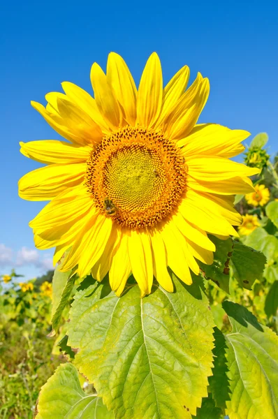 Sunflowers in field and blue clear sky — Stock Photo, Image