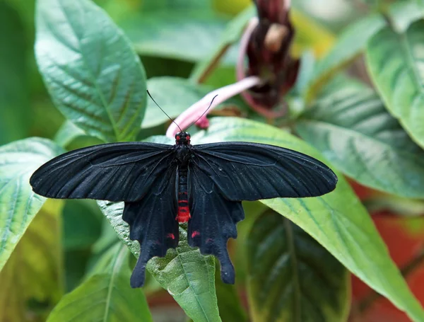 stock image Tropical butterfly