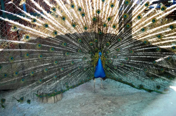 stock image Peacock