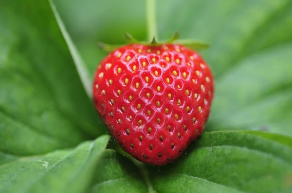 Stock image Strawberry