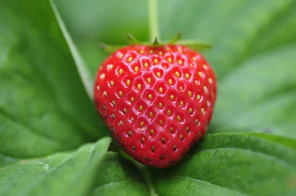 딸기 스톡 사진