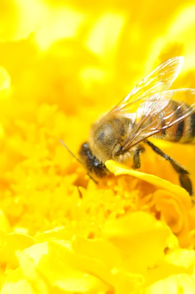 Stock image Bee on flower