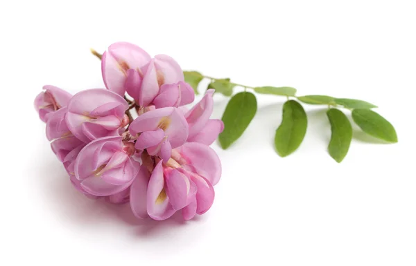 Acacia (sauterelle hérissée) fleurs — Photo