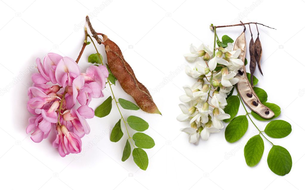 Black Locust Robinia Pseudoacacia And Bristly Locust Robini Stock Photo By C Ziablik