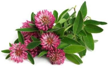 Red clover (Trifolium pratense) clipart