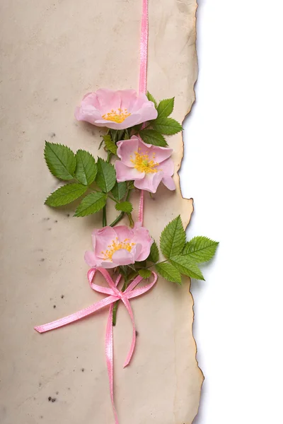 Perro rosa flores sobre el fondo de papel viejo — Foto de Stock