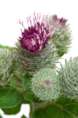 Greater burdock (Arctium tomentosum) clipart