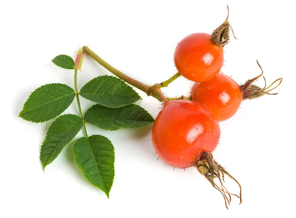 Dog rose (Rosa canina) fruits — Stock Photo, Image