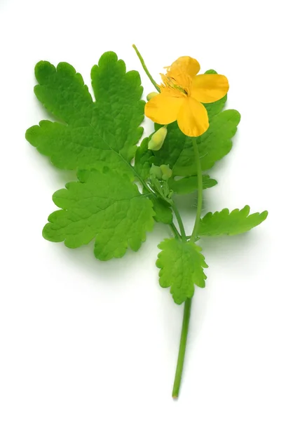 Цветки и листья челидония (более крупного) — стоковое фото