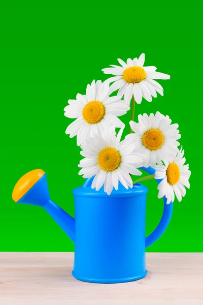 Watering can with daisies — Stock Photo, Image