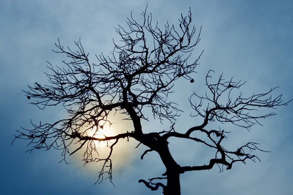 Silueta de árbol desnudo en el cielo nublado — Foto de Stock