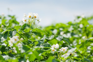 Blooming potato field clipart