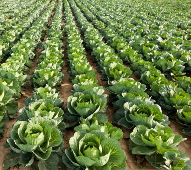Cabbage field clipart