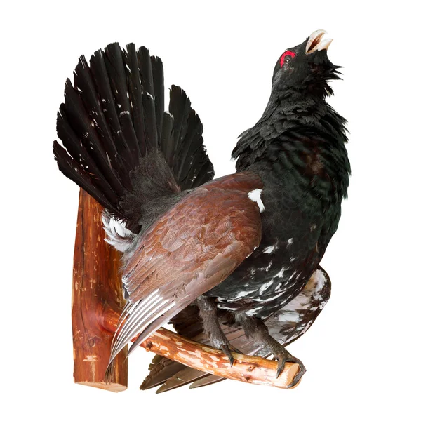stock image Stuffed capercaillie on white, taxidermy