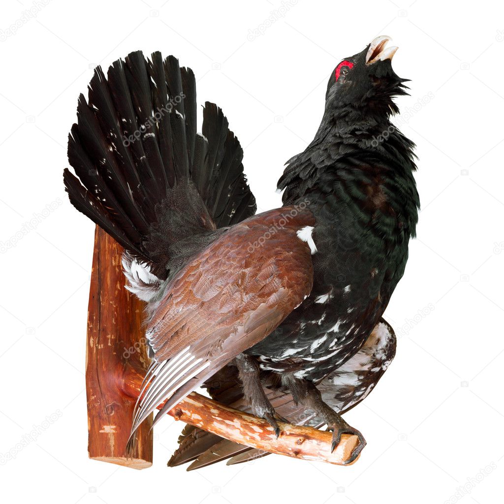 Stuffed capercaillie on white, taxidermy