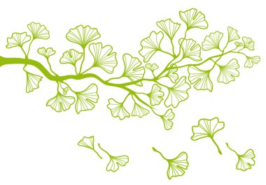 Ginkgo branch with leaves, vector clipart