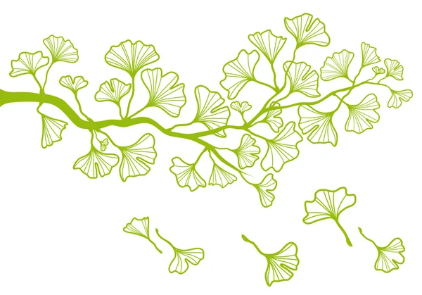 Ginkgo branch with leaves, vector — Stock Vector