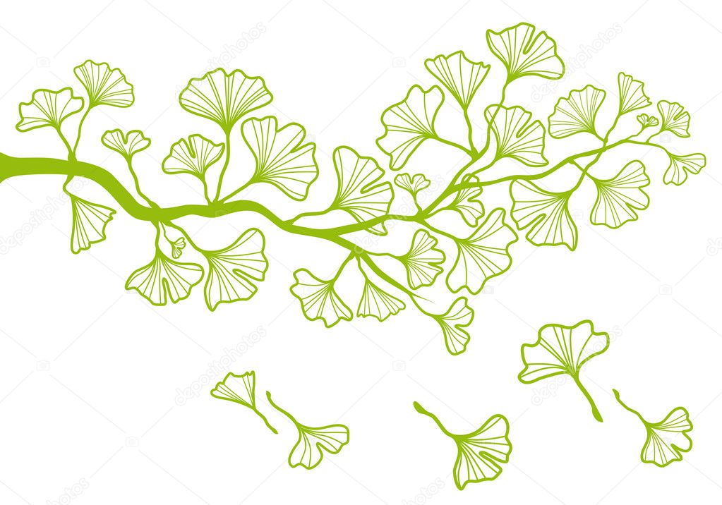 Ginkgo branch with leaves, vector