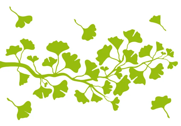 Rama Ginkgo con hojas, vector — Vector de stock