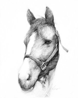 Head of horse clipart