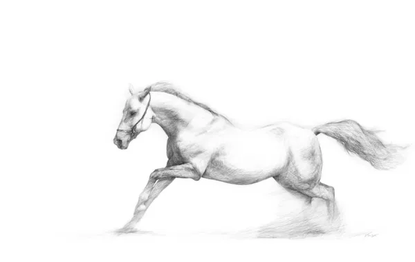 Рисунок лошади — стоковое фото