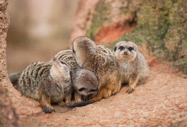 Look out: watchful meerkats clipart