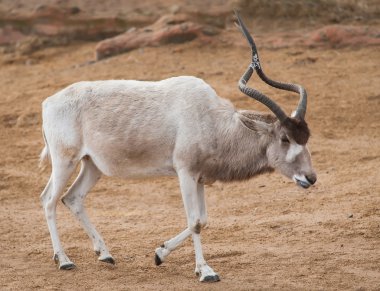 Addax or Mendes antelope: animals from Africa clipart
