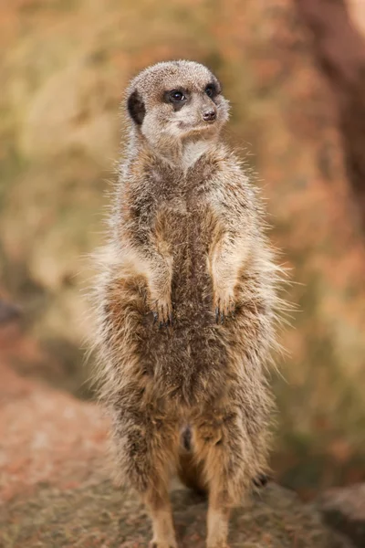 Alert: concerned meerkat looking out — Stock Photo, Image