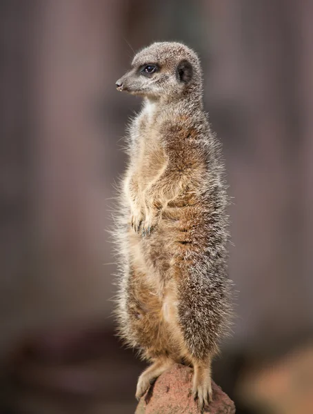 Animal life in Africa: watchful meercat — Stock Photo, Image