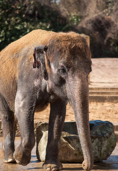 Tierleben in Asien: Asiatischer Elefant — Stockfoto