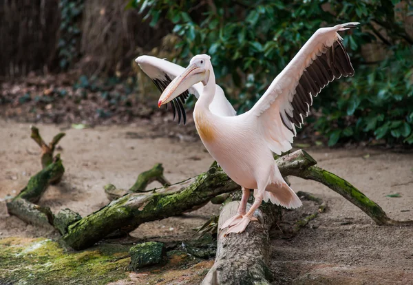 Grande pelicano branco com asas estendidas — Fotografia de Stock
