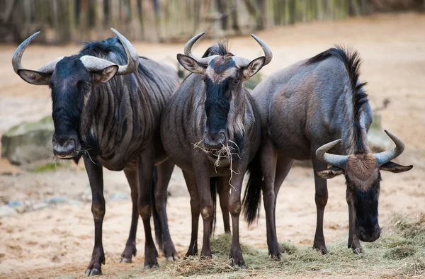 Antiloplar Grup: Afrika Hayvanlar