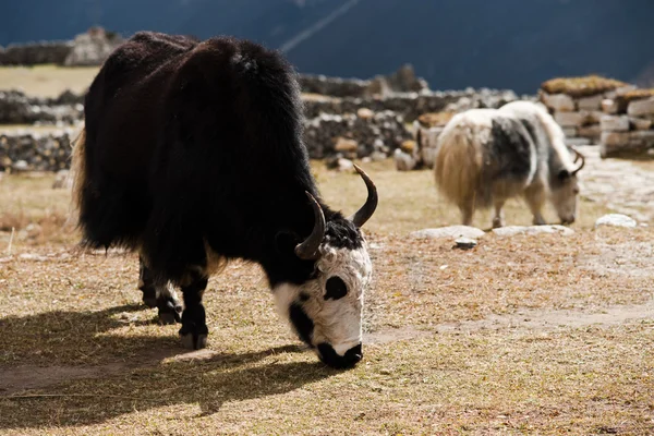 stock image Livestock in Nepal: Yak in highland village in Himalayas