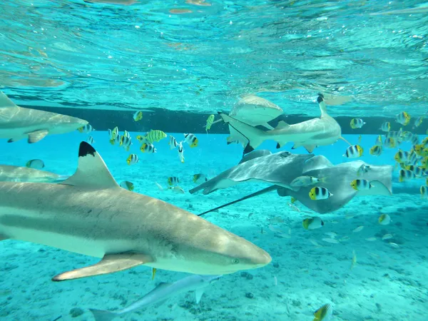 Buceo con tiburones tropicales y mantarrayas — Foto de Stock