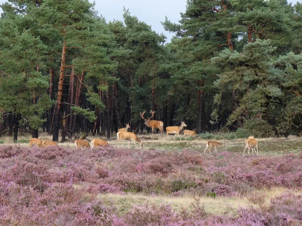 Rood hert in het bos — Stockfoto