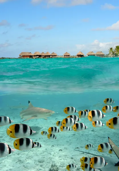 Hai und Schmetterlingsfische auf Bora Bora — Stockfoto