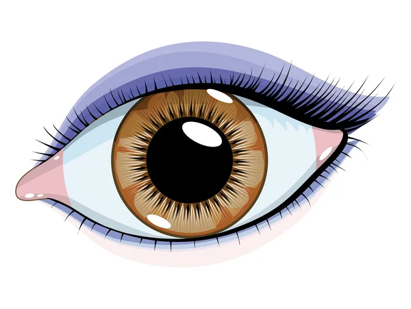 Καστανά μάτια με μακιγιάζ σε λευκό φόντο — Διανυσματικό Αρχείο