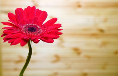 gerbera çiçek