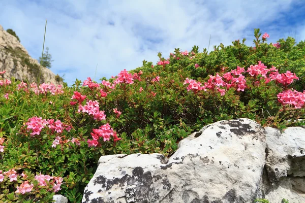 Rhododendron-Wildblumen — Stockfoto