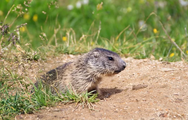 Pequena marmota — Fotografia de Stock